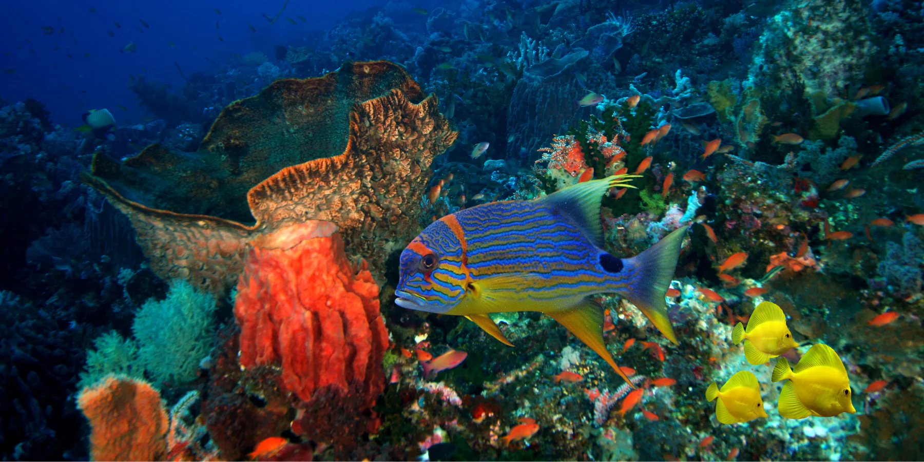 Bring the Ocean Home Sustainably