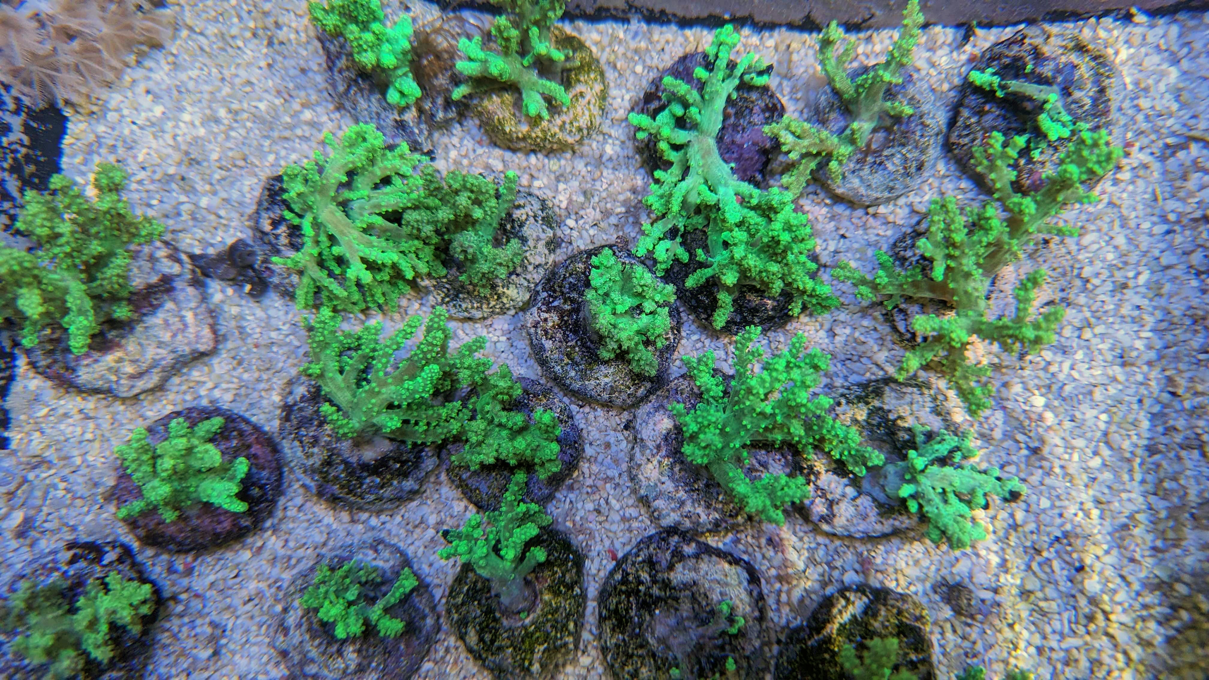 Alien Hands Sinularia SM - Image 3