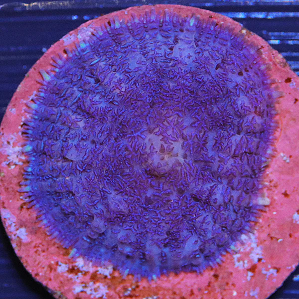 Blue Corner Mushroom Coral One Polyp - Image 3