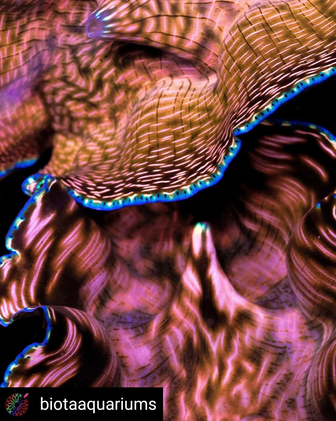 Derasa Clam - Image 3