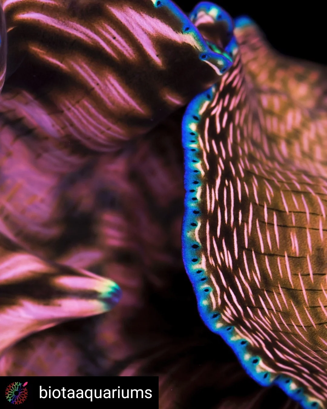 Derasa Clam - Image 4