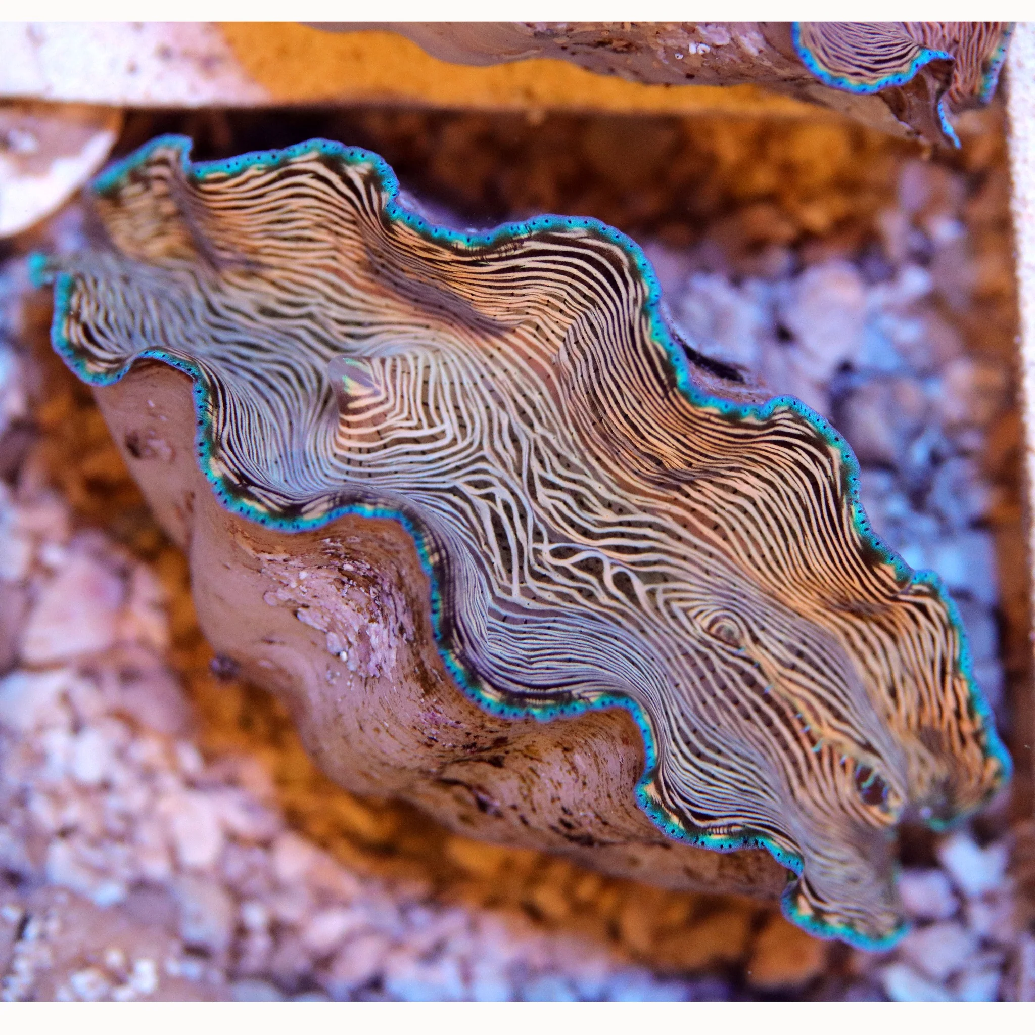 Derasa Clam - Image 5