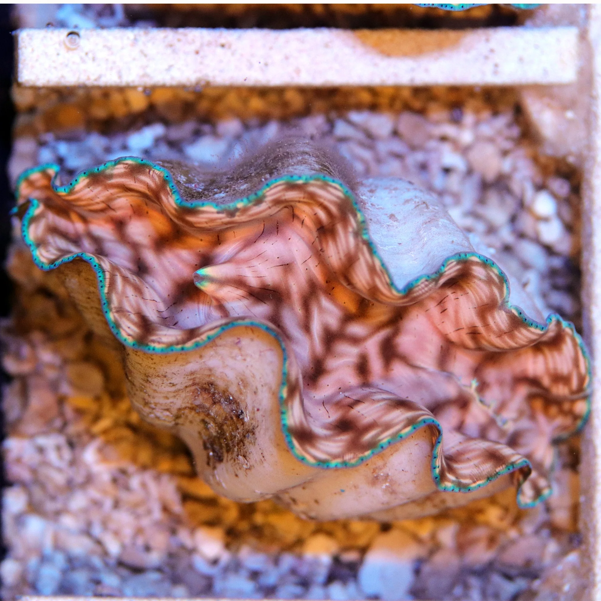 Derasa Clam - Image 6