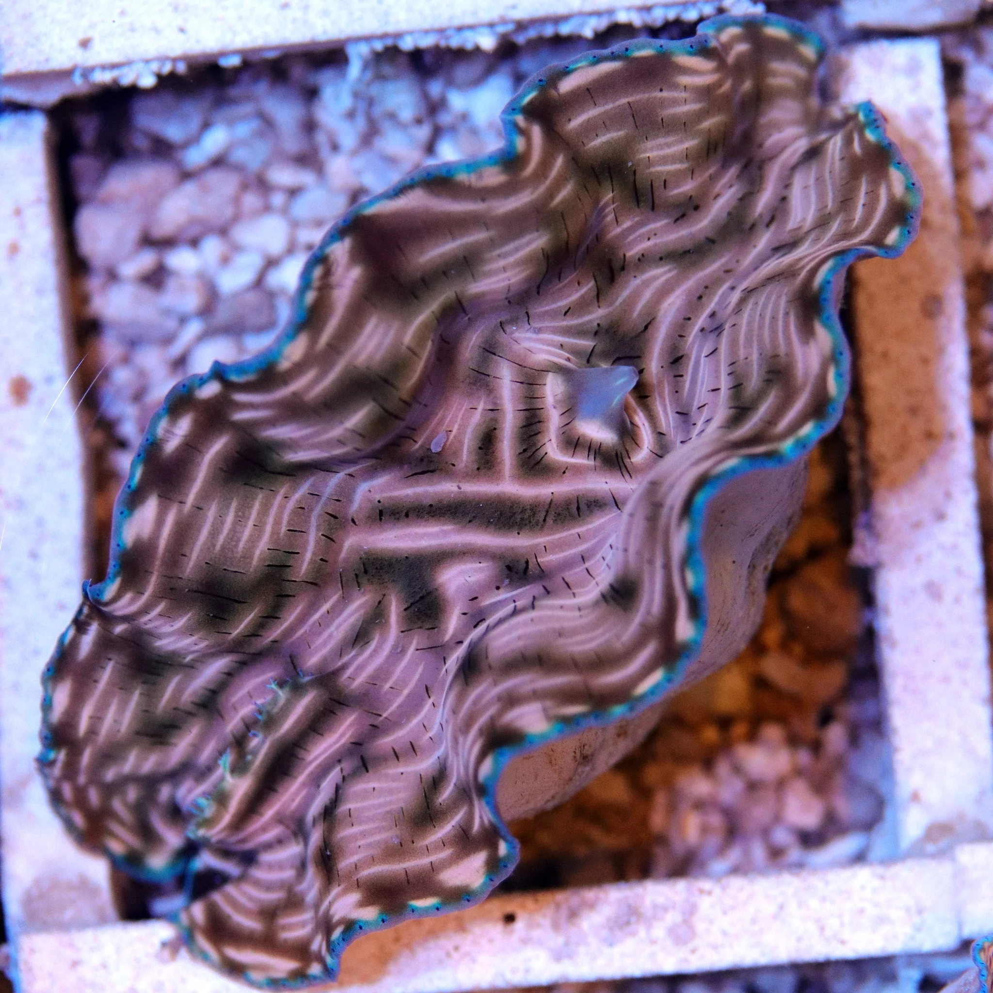 Derasa Clam - Image 7