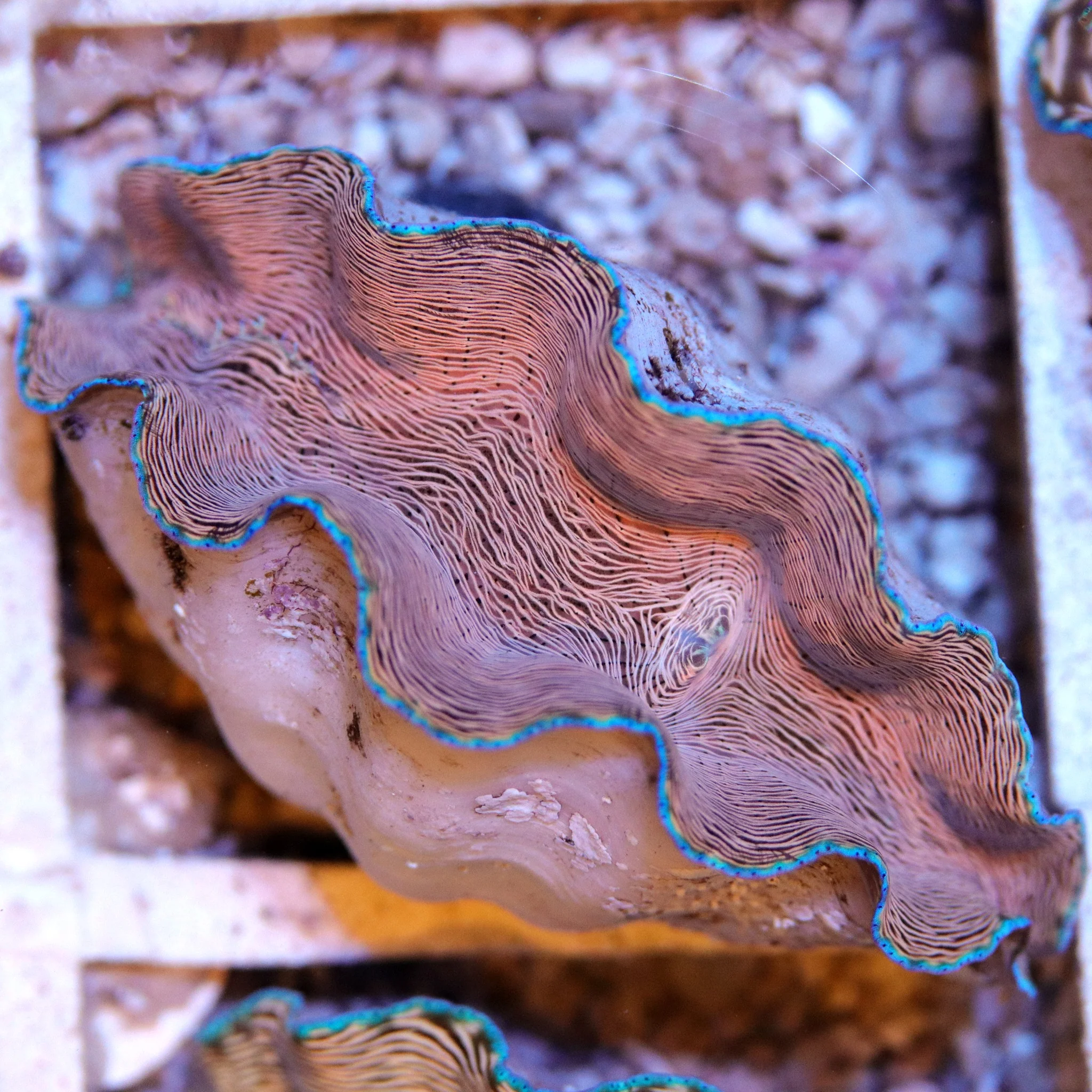 Derasa Clam - Image 8