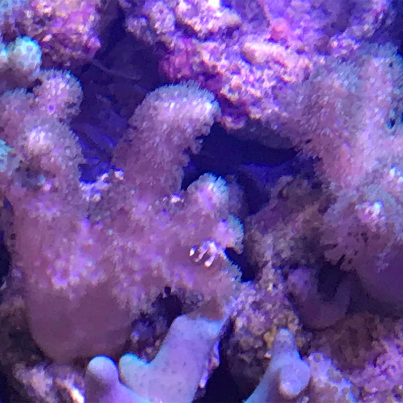 Fuzzy Fat Finger Sinularia - Image 3