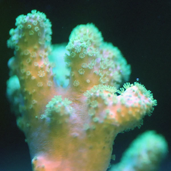 Fuzzy Fat Finger Sinularia - Image 4