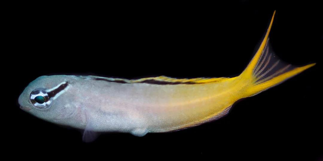 Forktail Blenny - Image 3