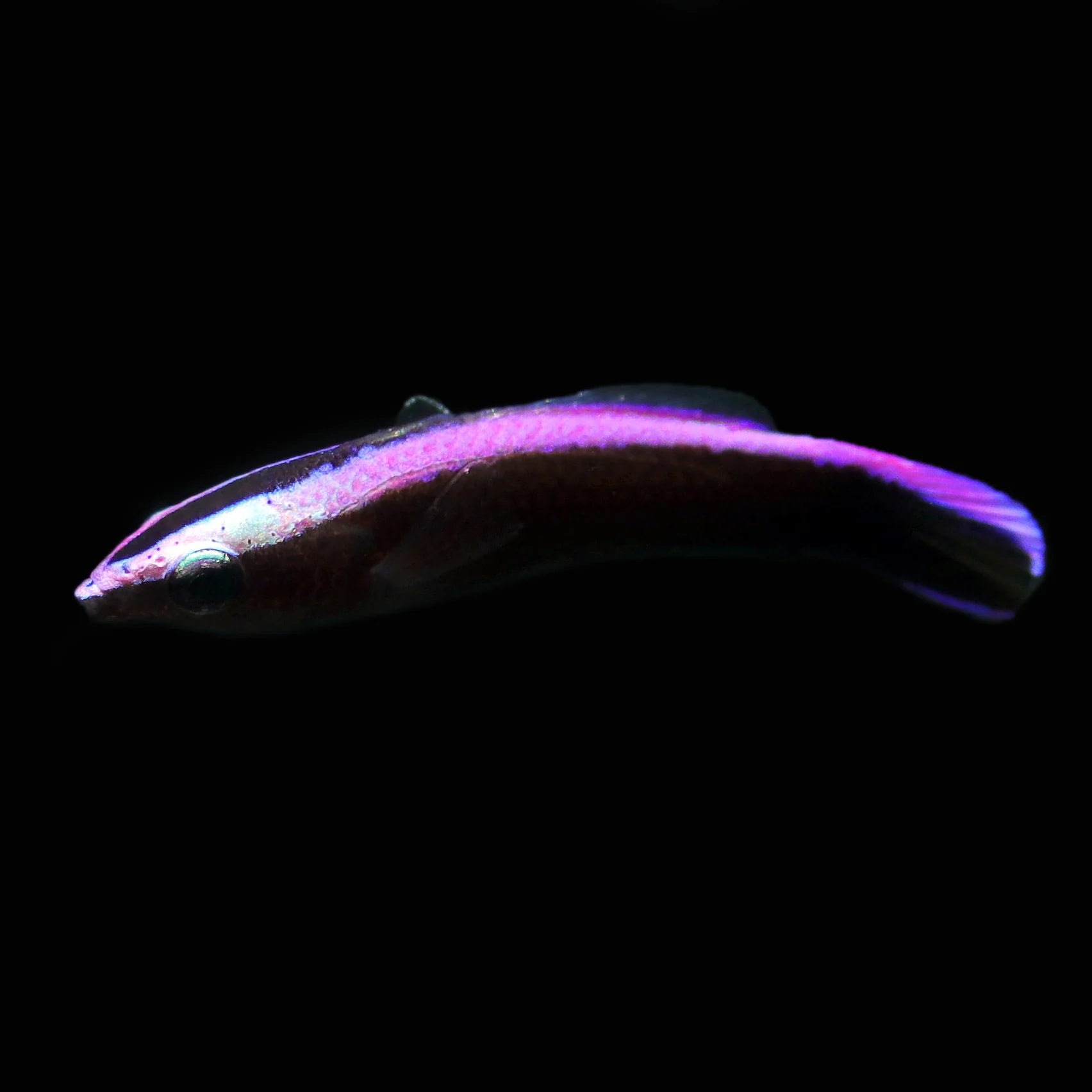 Hawaiian Cleaner Wrasse - Image 3