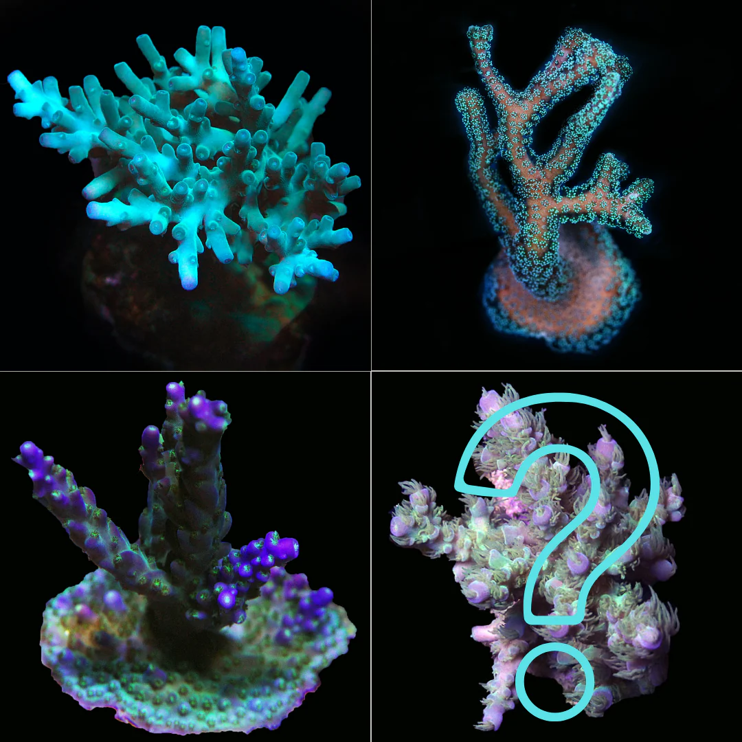 Palau Acropora/SPS Frag Pack