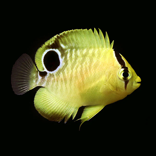 WYSIWYG Bali captive bred Goldflake Angelfish2