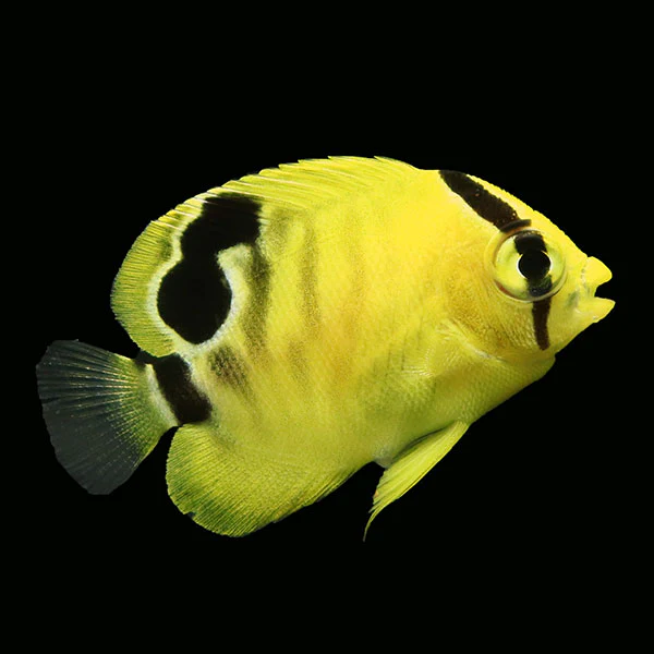 WYSIWYG Bali captive bred Goldflake Angelfish3