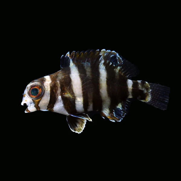 WYSIWYG Bali captive bred Harlequin Tusk2 small